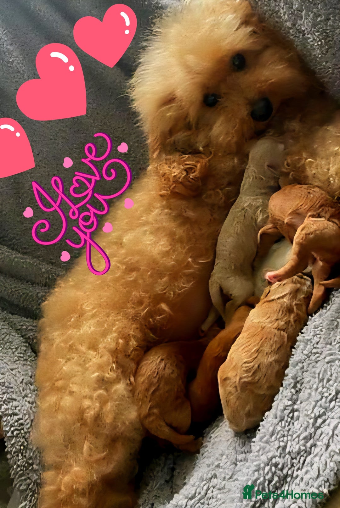 Poochon dogs for sale: 🧸poochon puppies 🧸 - Image 9