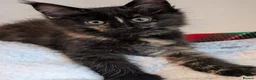 Maine Coon cats for sale: Maine Coons kittens  - Advert 10
