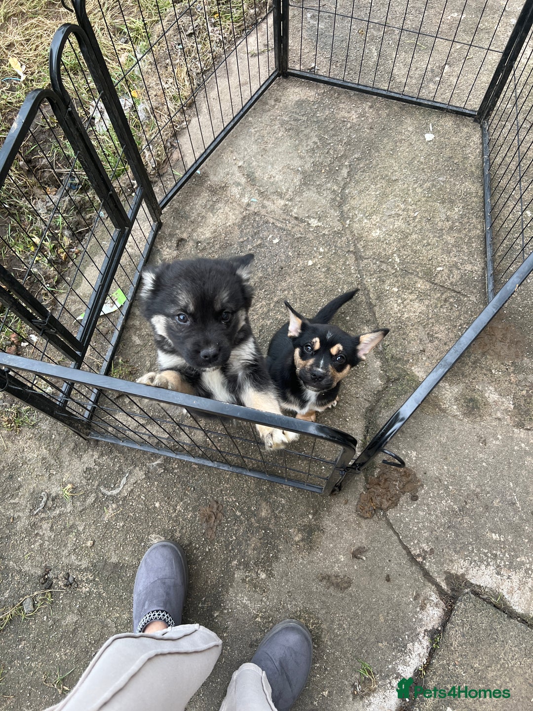 Mixed Breed dogs for sale: Sarah  - Advert 5