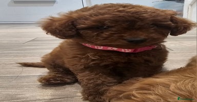 Cavapoo dogs - Advert 2