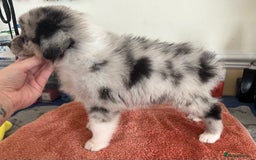 Australian Shepherd dogs for sale: 3 remaining- Beautiful Australian Shepherds  - Image 11