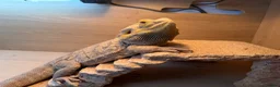 Bearded Dragon reptiles for sale: Bearded dragon comes with set up  - Advert 3