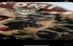 Bengal cats for sale: Bengal x Persian male kitten for sale! - Image 25