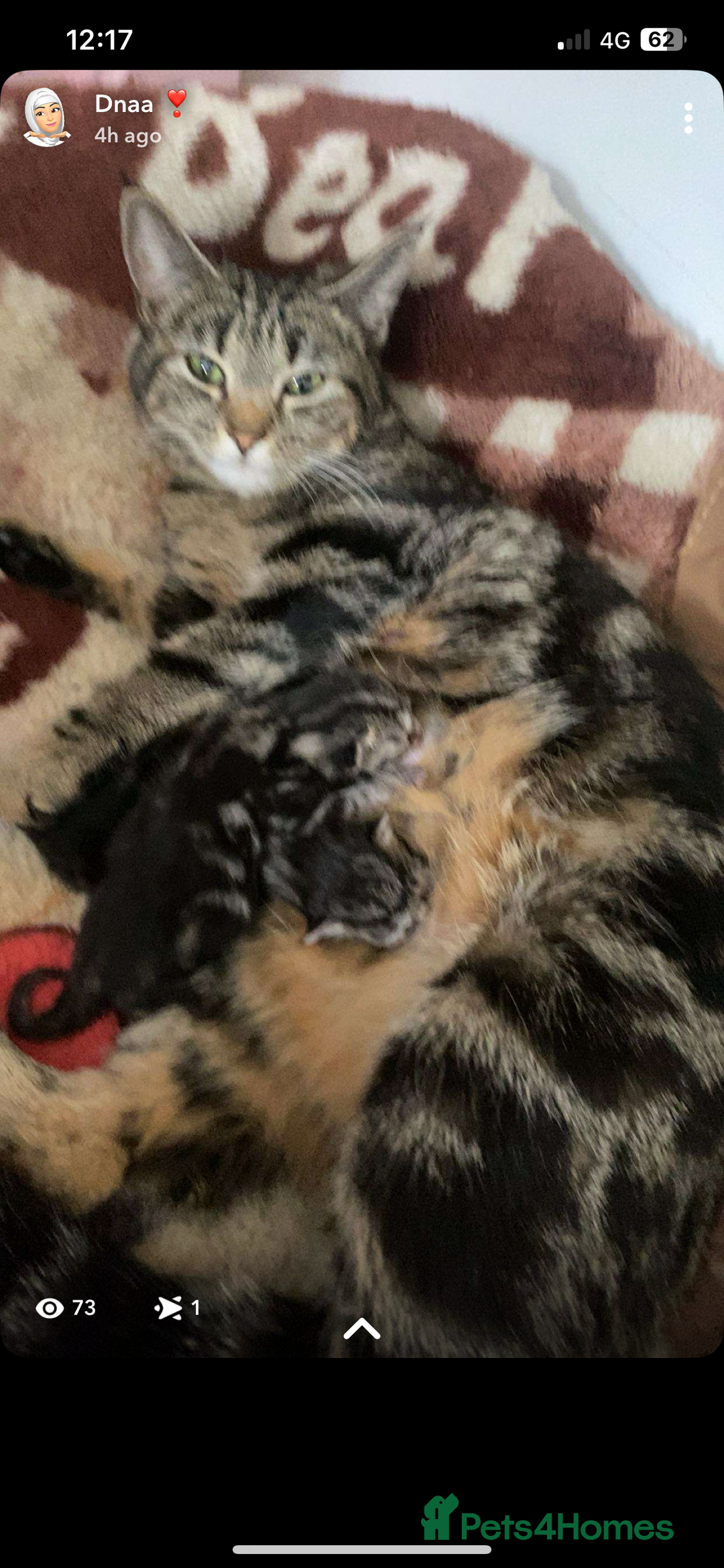 Bengal cats for sale: Bengal x Persian male kitten for sale! - Image 25