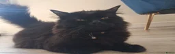 Mixed Breed cats for sale: Beautiful.cuddly and playful mixed kittens  - Advert 9