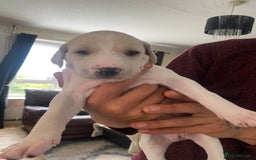 Mixed Breed dogs for sale: Lurcher puppies  - Image 3