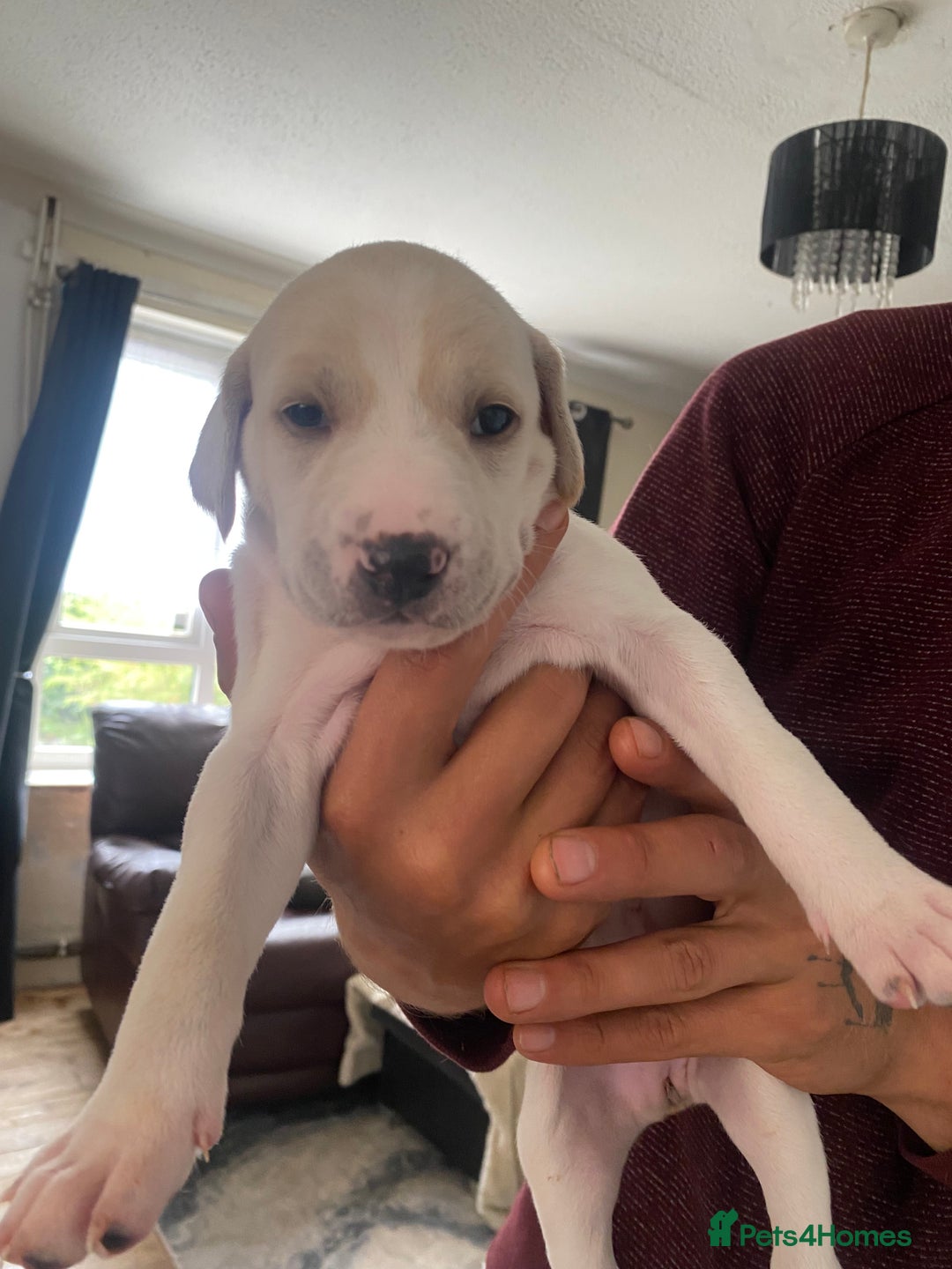 Mixed Breed dogs for sale: Lurcher puppies  - Image 3
