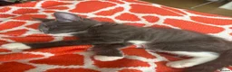 Mixed Breed cats for sale: Grey and white kitten  in London - Advert 3