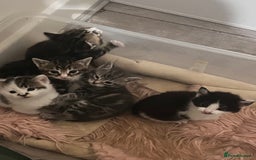 Mixed Breed cats for sale: Kittens for sale  - Image 11
