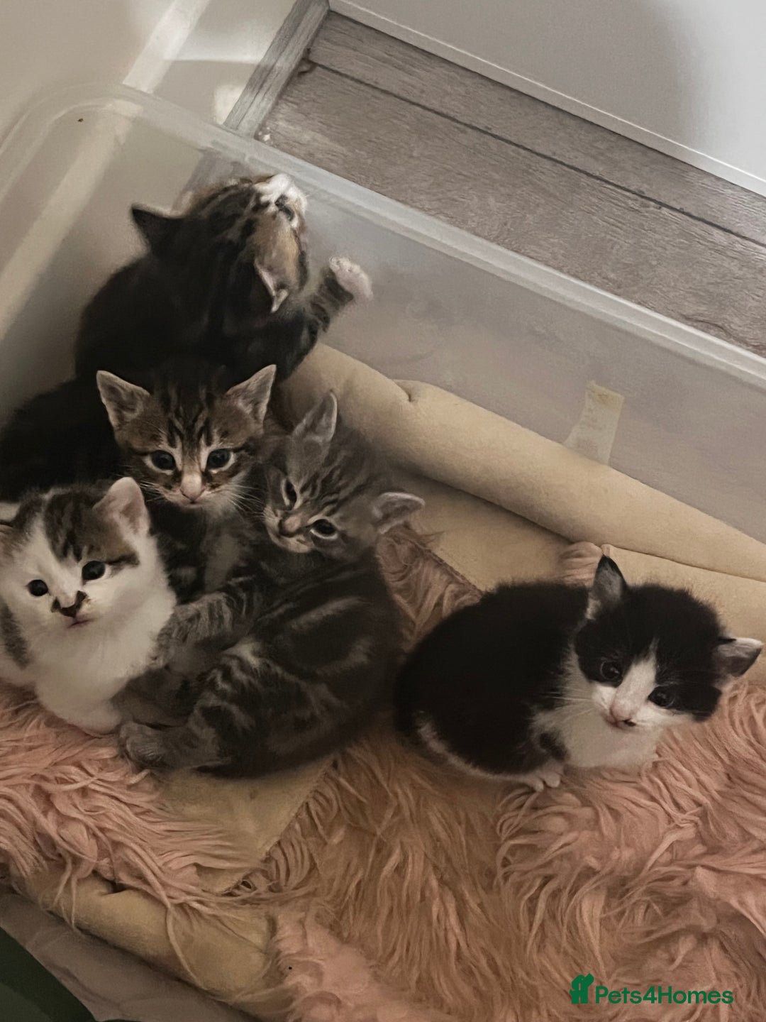 Mixed Breed cats for sale: Kittens for sale  - Image 11