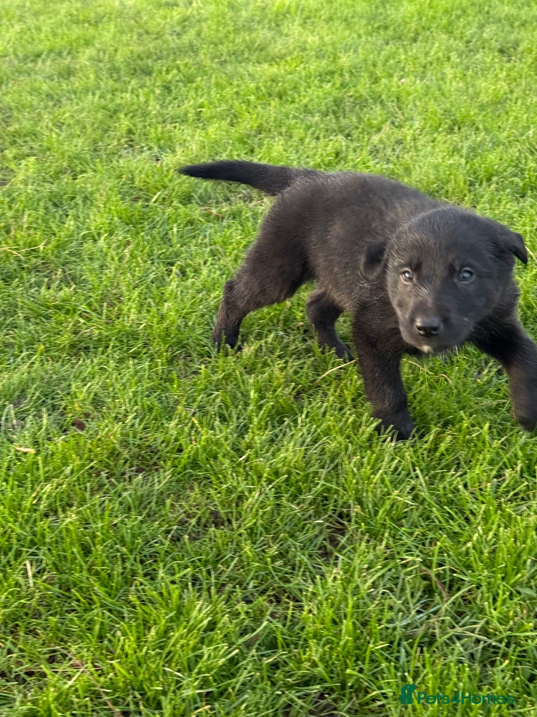 Borador dogs for sale: Fantastic vaccinated puppies - Advert 6