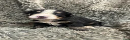 Bernese Mountain Dog dogs for sale: GORGEOUS BERNESE MOUNTAIN DOG PUPPIES AVAILABLE 🐾 - Advert 2