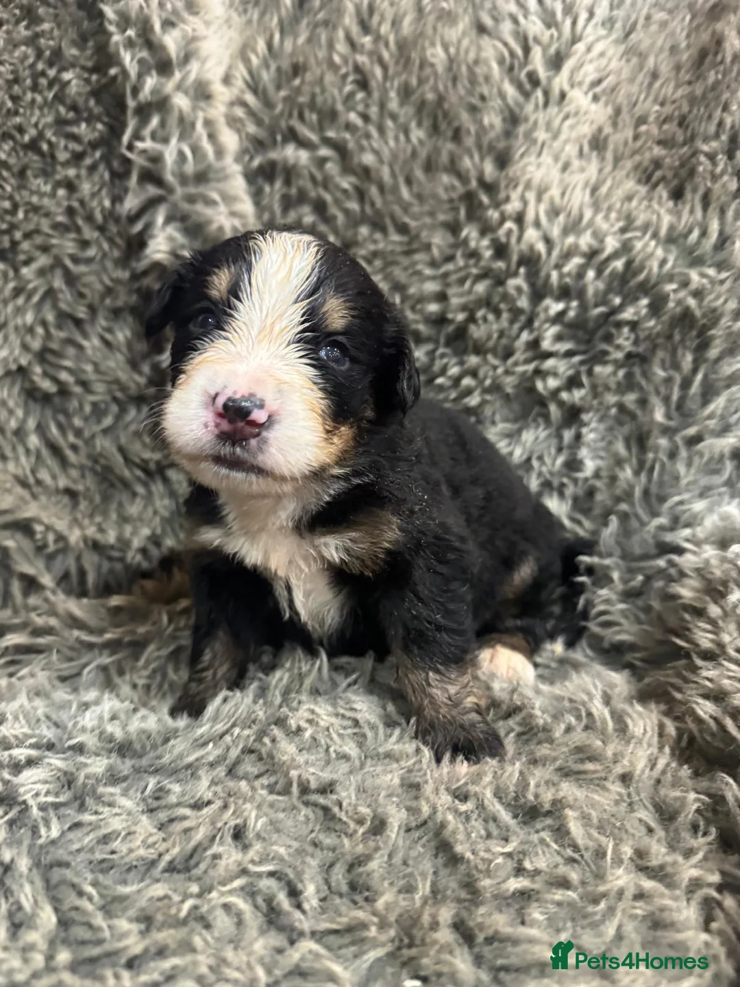 Bernese Mountain Dog dogs for sale: GORGEOUS BERNESE MOUNTAIN DOG PUPPIES AVAILABLE 🐾 - Advert 2