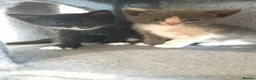 Mixed Breed cats for sale: Playful and Adorable Kittens for their new Homes!! - Advert 18