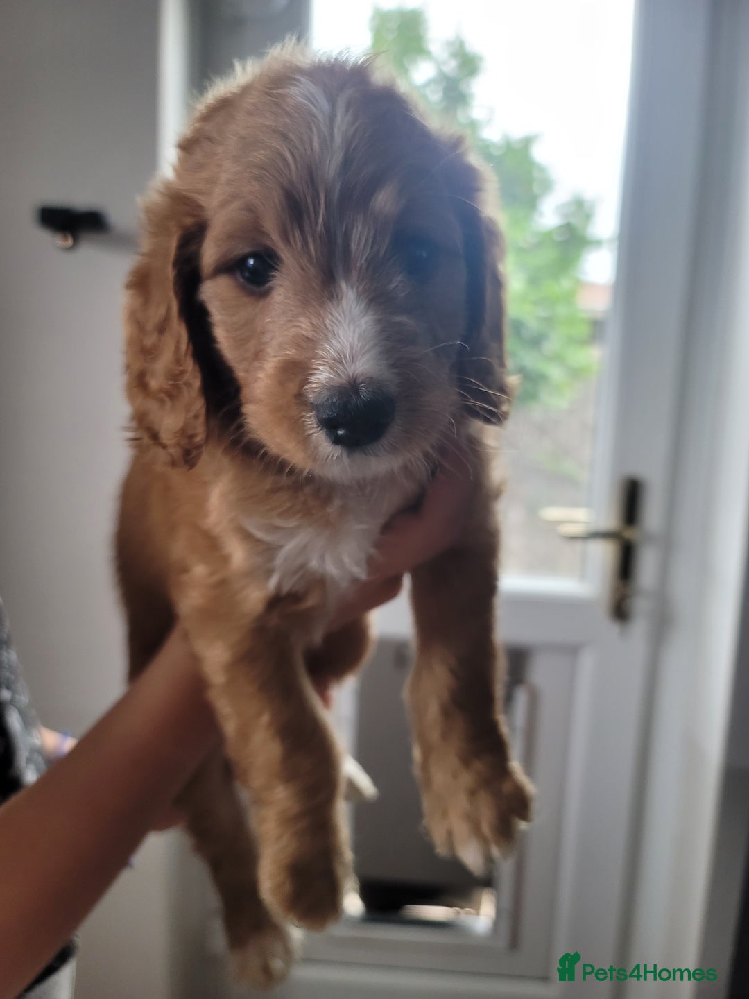Cockapoo dogs for sale: Adorable Cockerpoo Puppies - Image 27