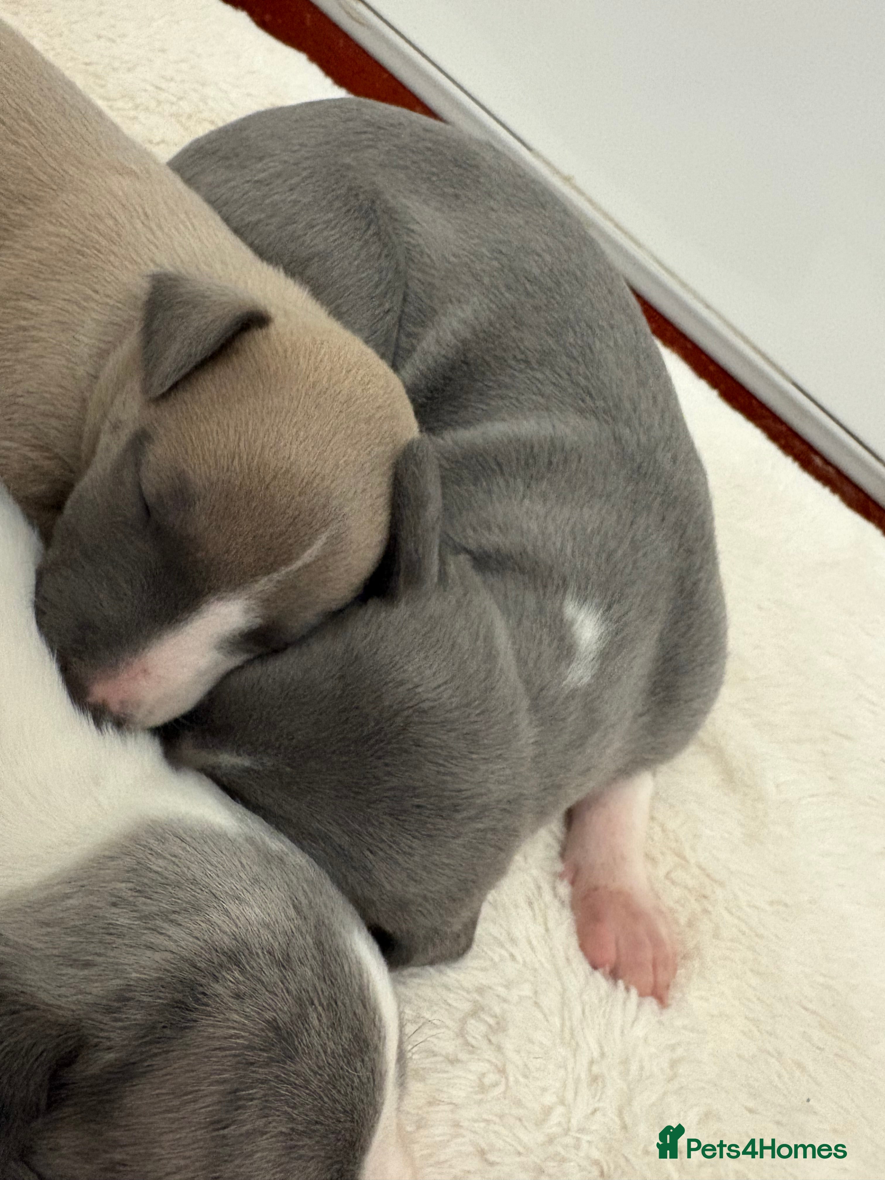 Whippet dogs Exceptional bred whippets for sale  - Advert 2