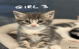 Mixed Breed cats for sale: Lovely kittens - Image 2