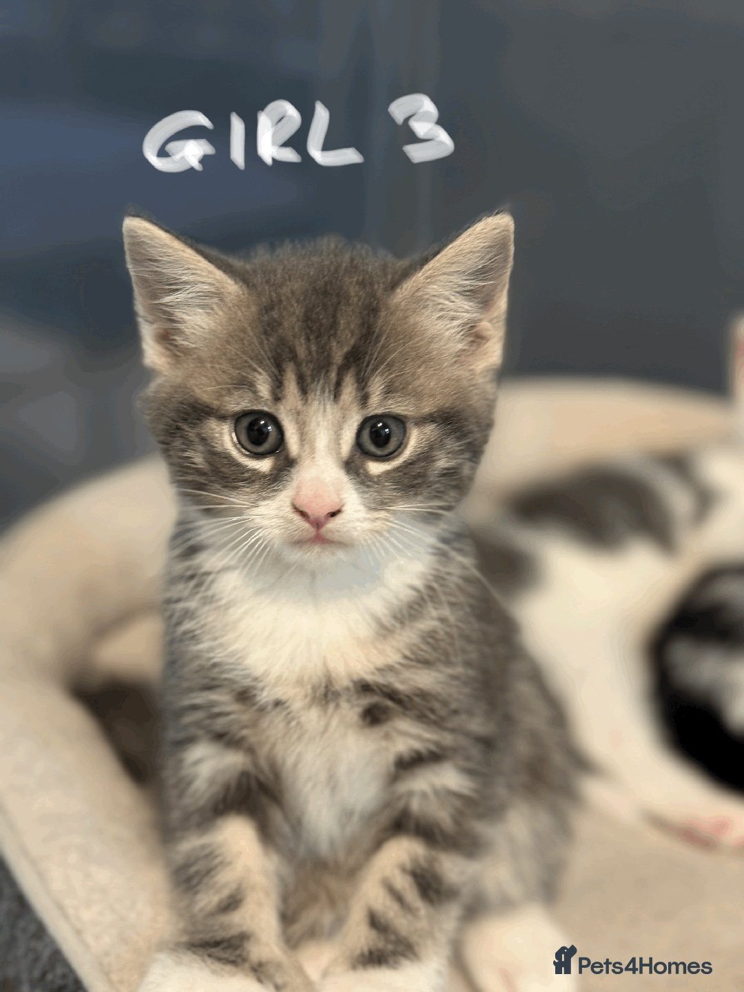 Mixed Breed cats for sale: Lovely kittens - Image 2