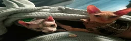 Sphynx cats for sale: Sphynx male for sale  - Advert 2