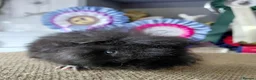 Guinea Pig rodents for sale: Californian guinea pig - Advert 7