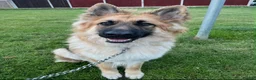 German Shepherd dogs for sale: Unfortunately, having to rehome our gsd  - Advert 3