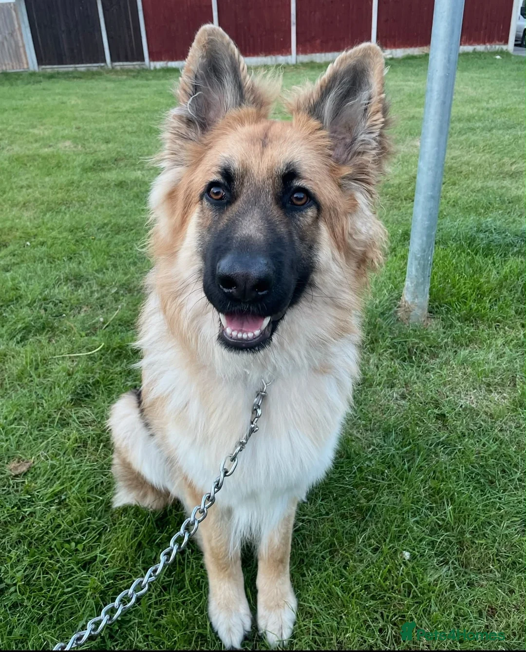 German Shepherd dogs for sale: Unfortunately, having to rehome our gsd  - Advert 3