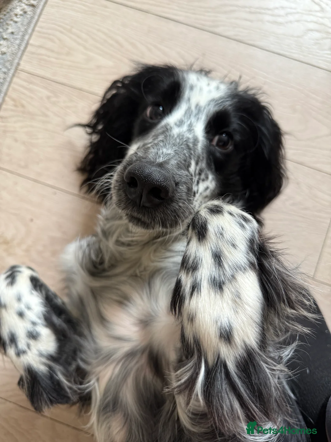 Cocker Spaniel dogs for sale: Snoop - 1 year old cocker spaniel  - Advert 2