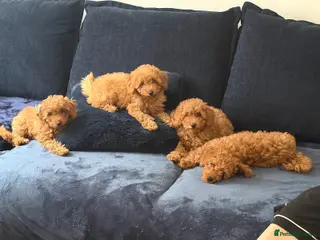Poochon dogs Beautiful Red Poochon Girls ❤️ - Advert 4