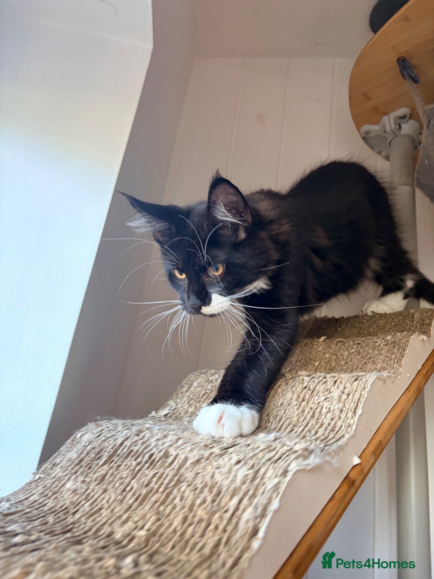 Maine Coon cats Stunning GCCF Maine Coons available  - Advert 1