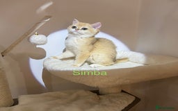 British Shorthair cats for sale: Rare Golden NY12 British Shorthair Boy - Image 3