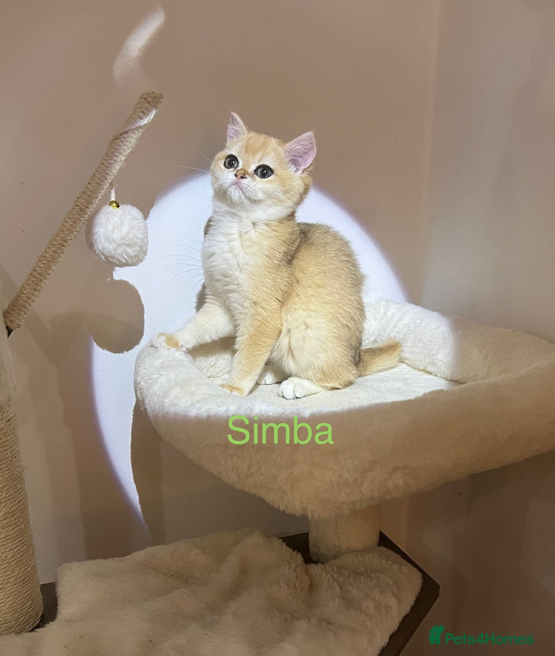 British Shorthair cats for sale: Rare Golden NY12 British Shorthair Boy - Image 3