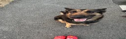 Mixed Breed dogs for sale: Beautiful German Shepherd  - Advert 2