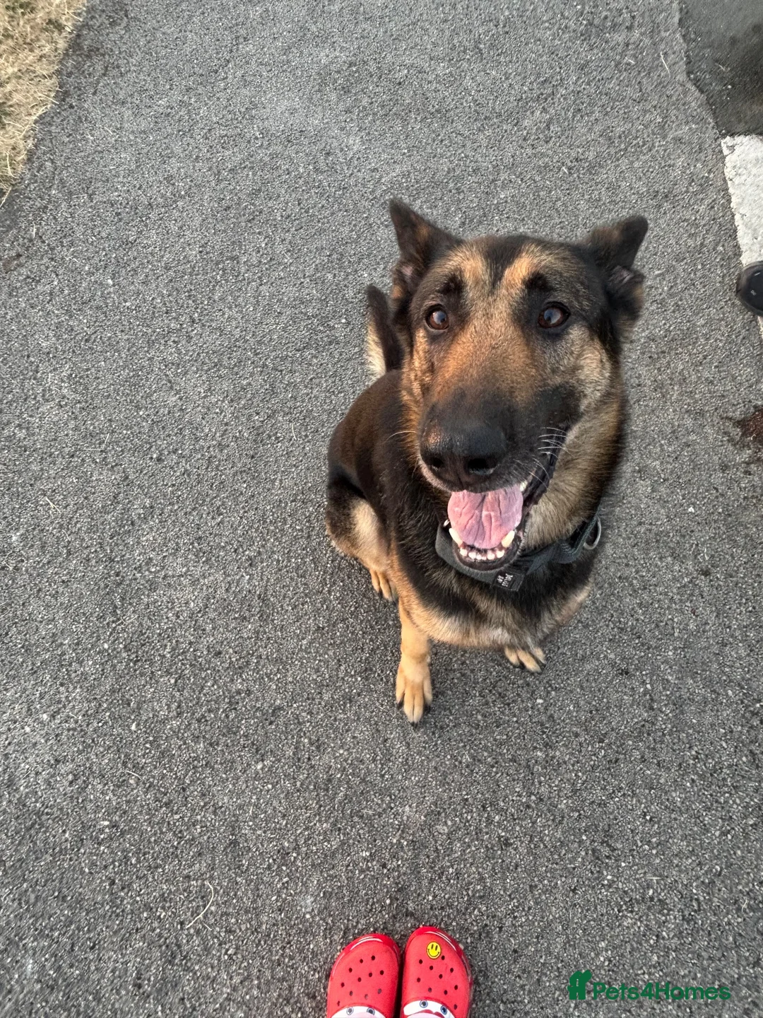 Mixed Breed dogs for sale: Beautiful German Shepherd  - Advert 2