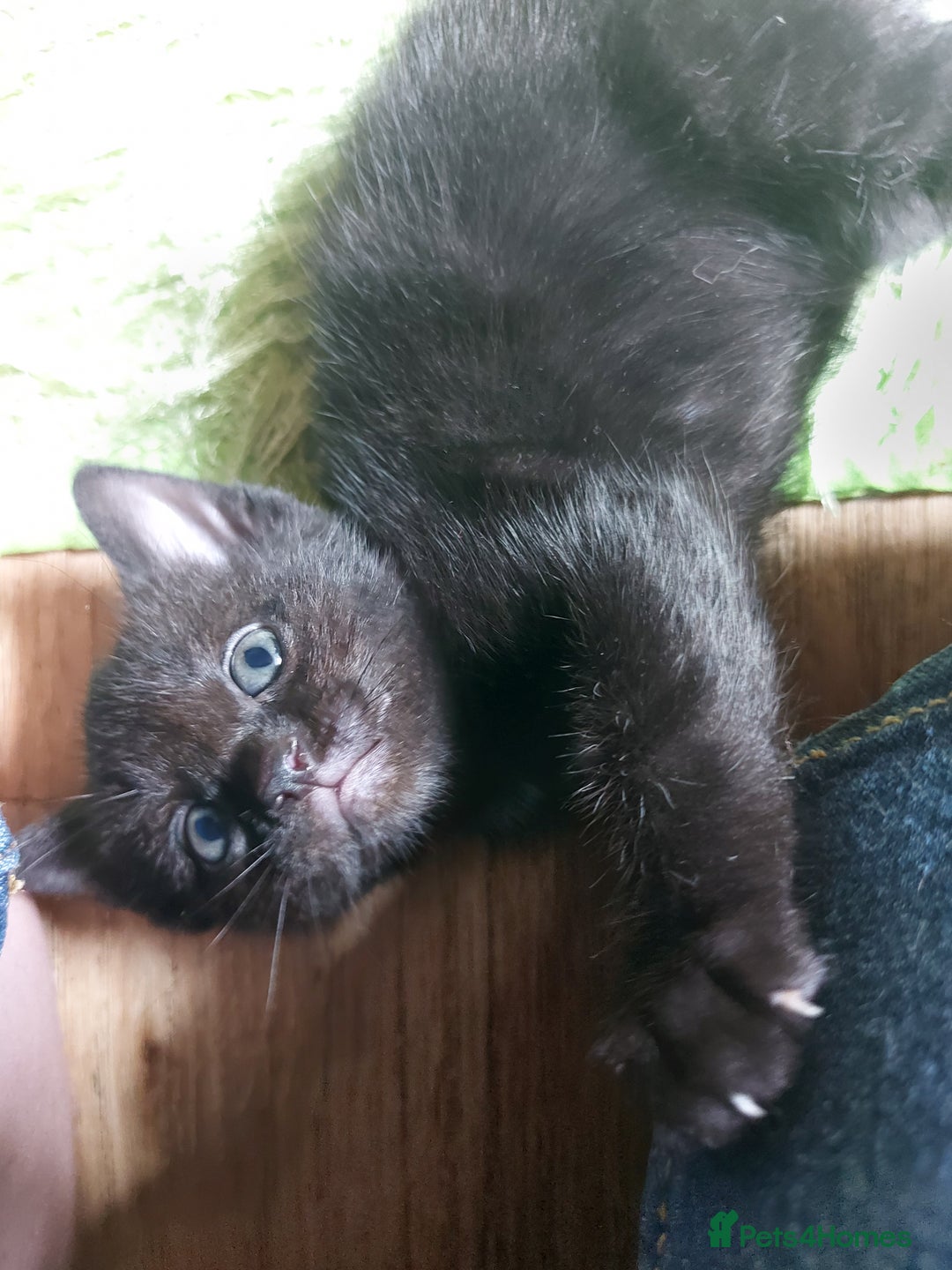 Domestic Shorthair cats for sale: 2 Female Kittens For Sale - Image 11