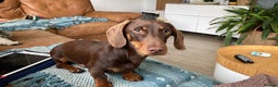 Miniature Dachshund dogs for stud: Miniature smooth haired dachshund - Advert 9