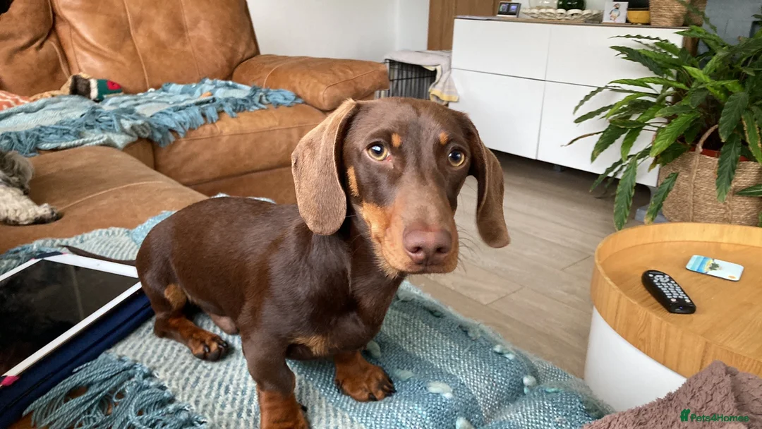 Miniature Dachshund dogs for stud: Miniature smooth haired dachshund - Advert 9