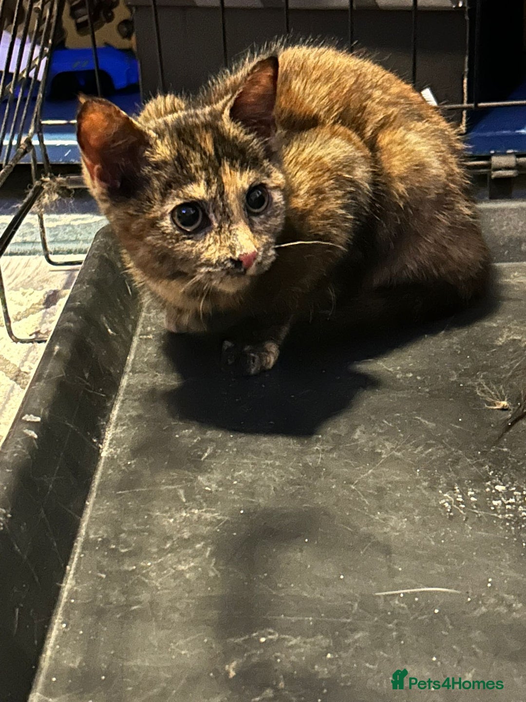 Mixed Breed cats for sale: Little possum is looking for her own home  - Image 2