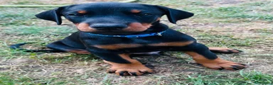 Dobermann Puppy blue