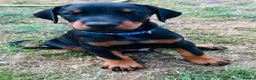 Dobermann dogs for sale: KC registered exclusive Dobermann puppies  - Advert 31