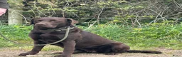 Labrador Retriever dogs for sale: KC registered black sporting Labrador puppies in Beverley - Advert 11
