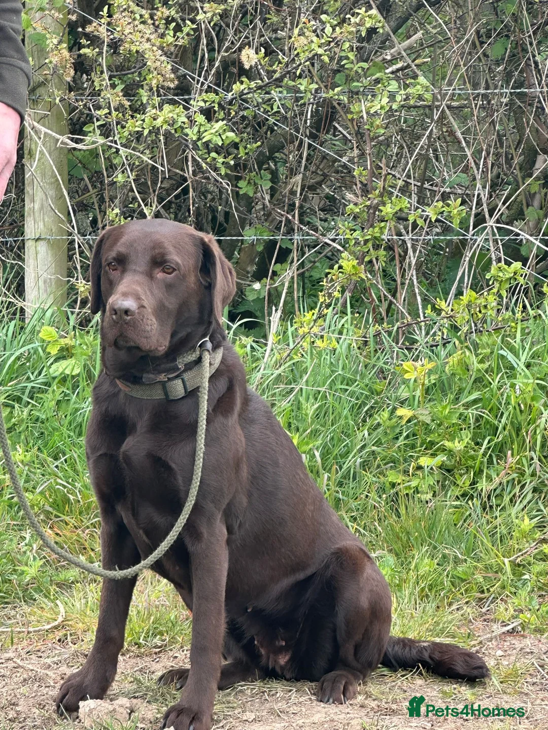 Labrador Retriever dogs for sale: KC registered black sporting Labrador puppies in Beverley - Advert 11