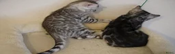 Bengal cats for sale: 2 Tica Registered male Bengal kittens for sale  in Windsor - Advert 13