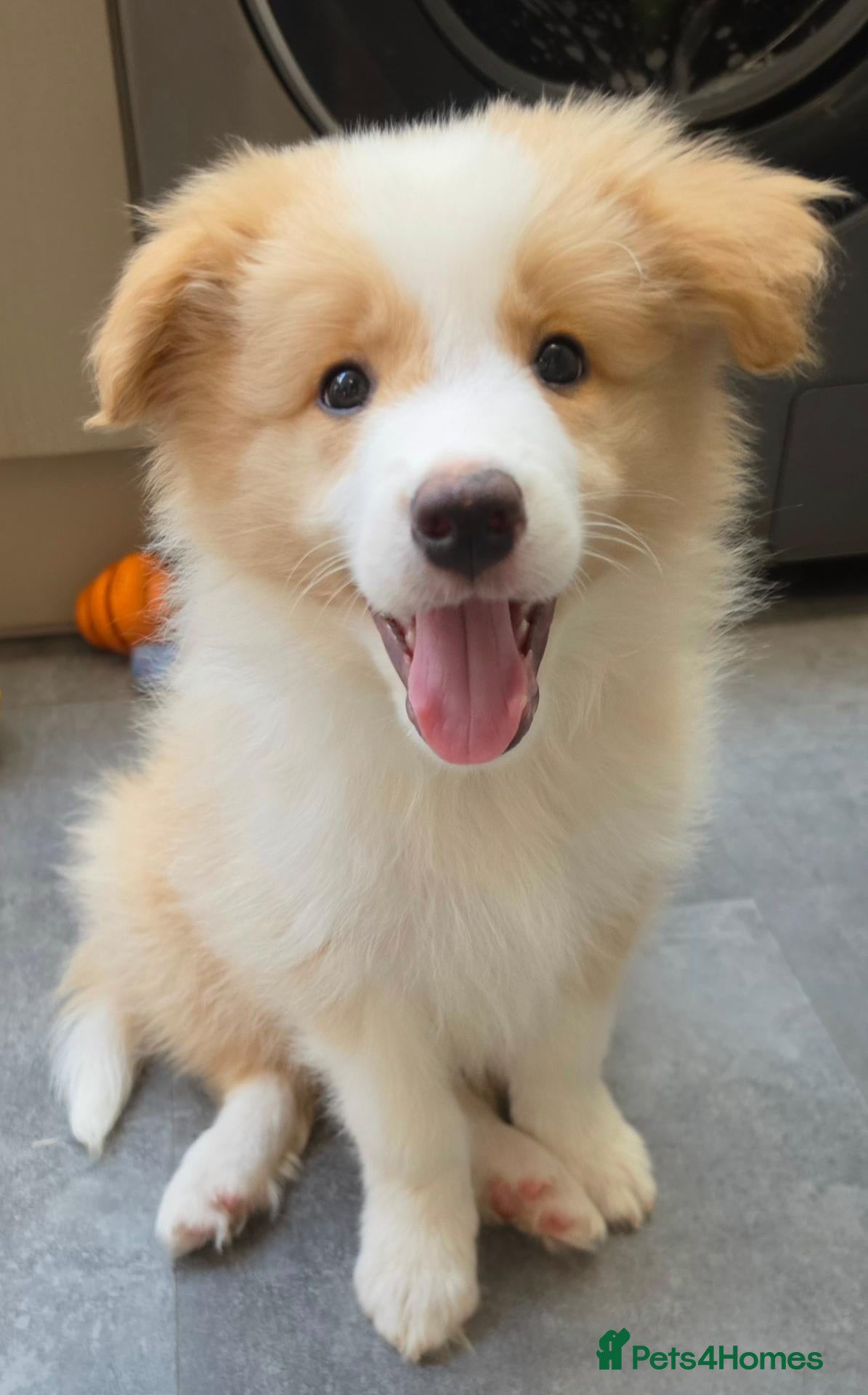 Border Collie dogs Last boy - EE-Red Long Haired Border Collies - Advert 2
