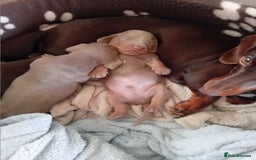 Dachshund dogs for sale: 3 male dachshunds ready for loving homes - Image 4