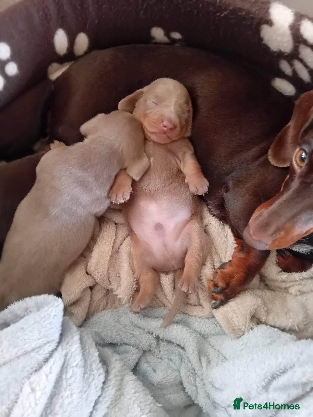Dachshund dogs for sale: 3 male dachshunds ready for loving homes - Image 4