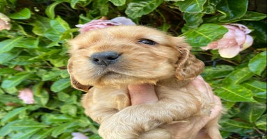Cocker Spaniel dogs - Advert 6