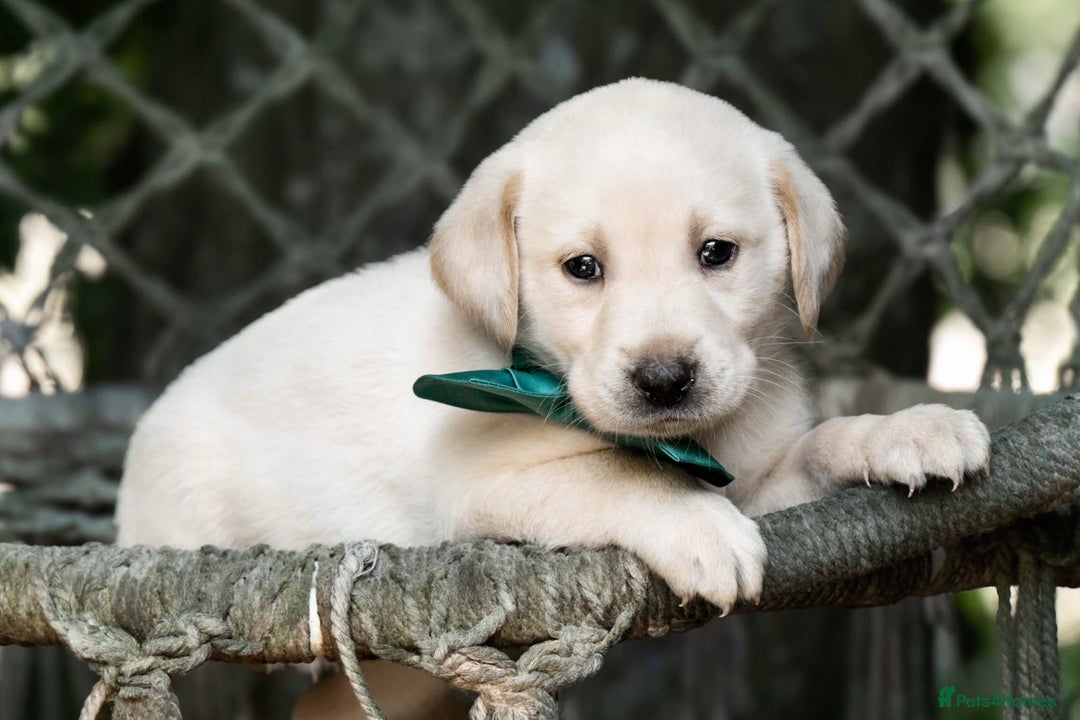 Labrador Retriever dogs for sale: Champagne, Silver and Charcoal - Image 5