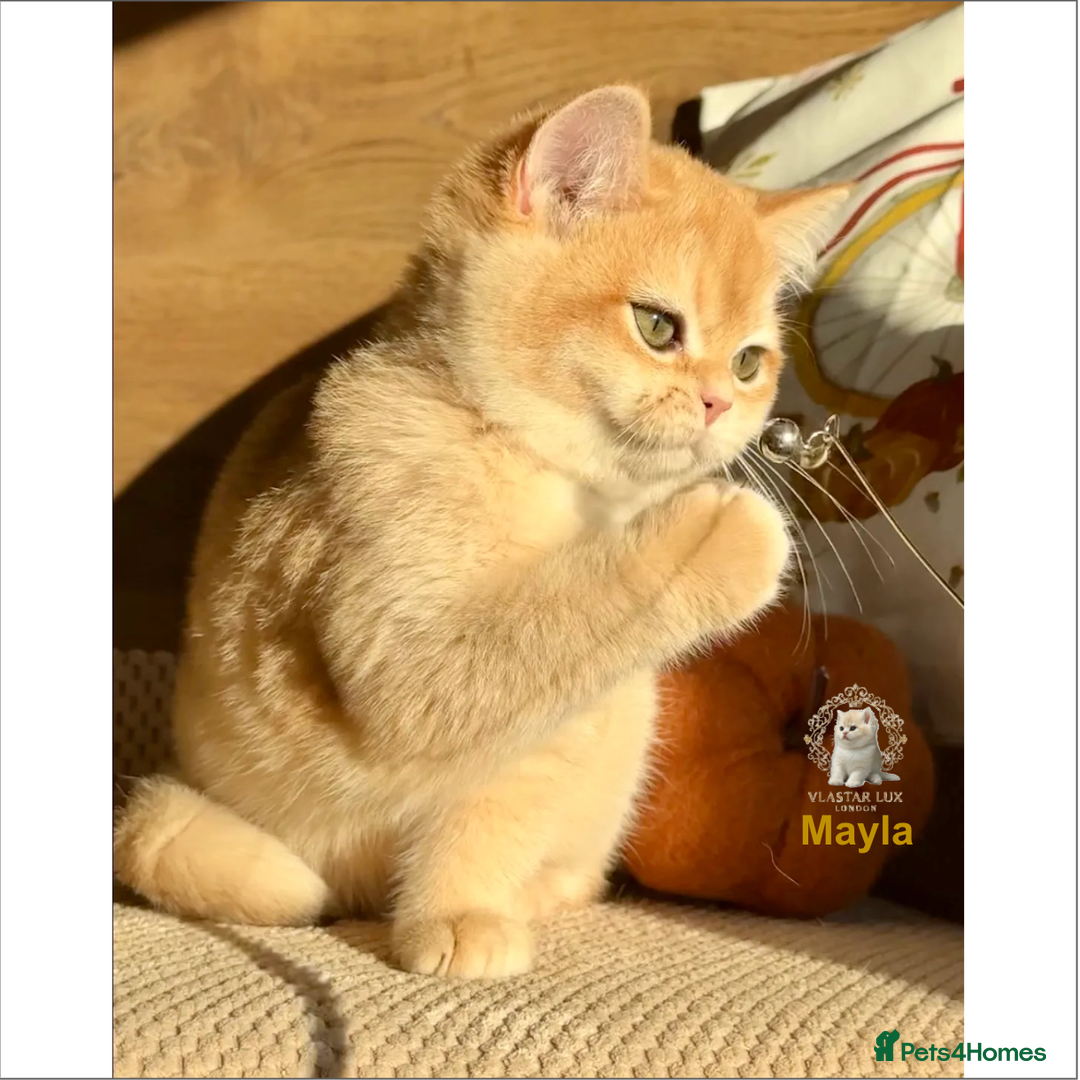 British Shorthair cats for sale: World Class Golden BSH/BLH Chinchilla, Shaded & CP - Image 33