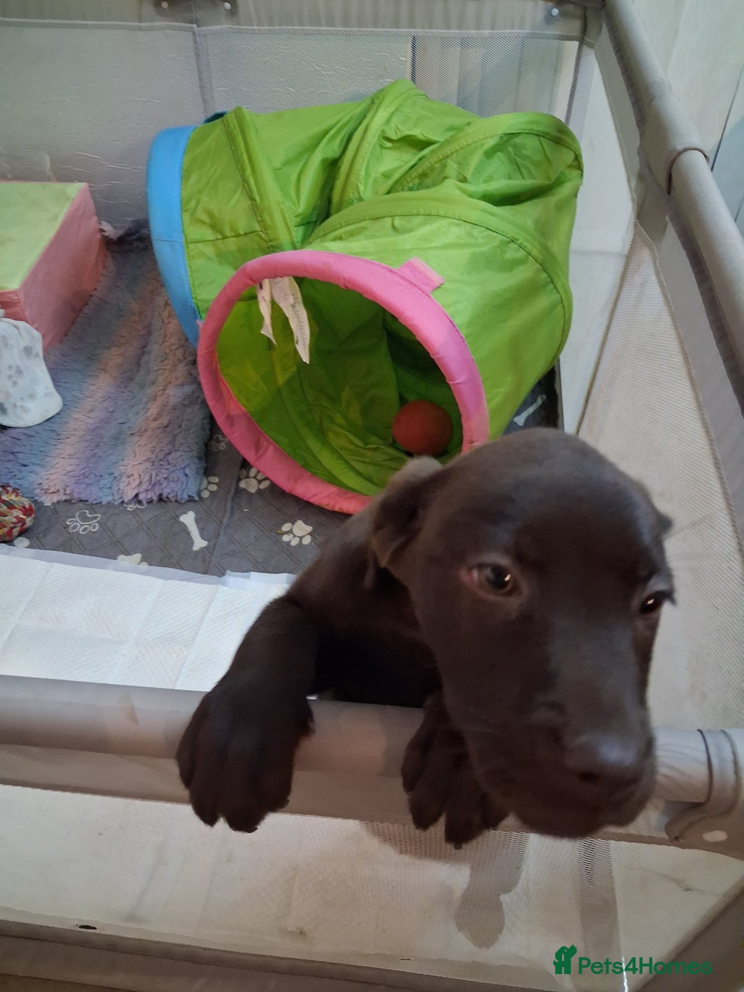 Labrador Retriever dogs for sale: ***chocolate labrador puppy*** - Advert 4