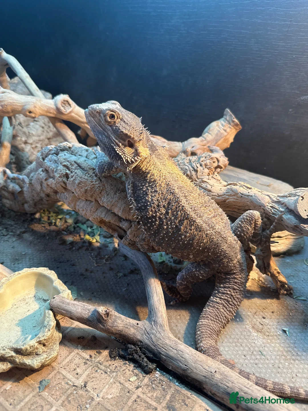Bearded Dragon reptiles for sale: Bearded dragon and all equipment in Perth - Advert 2